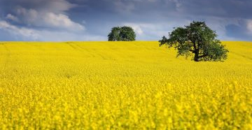 Blooming canola