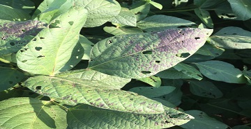 Cercospora Leaf Blight