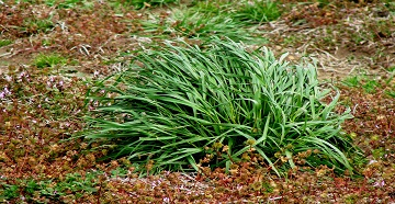 Italian ryegrass plant