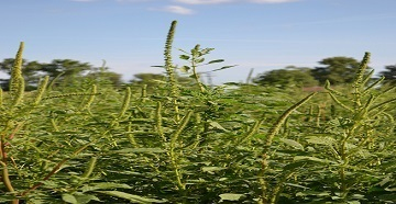 PIGWEED IN SOYBEANS