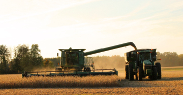 Harvesting soybeans