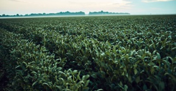 SOYBEAN FIELD