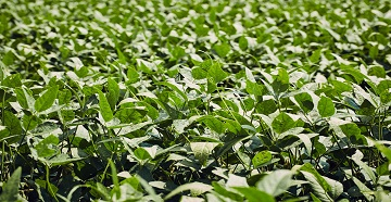 Healthy soybean crop
