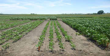 Narrow-row soybeans